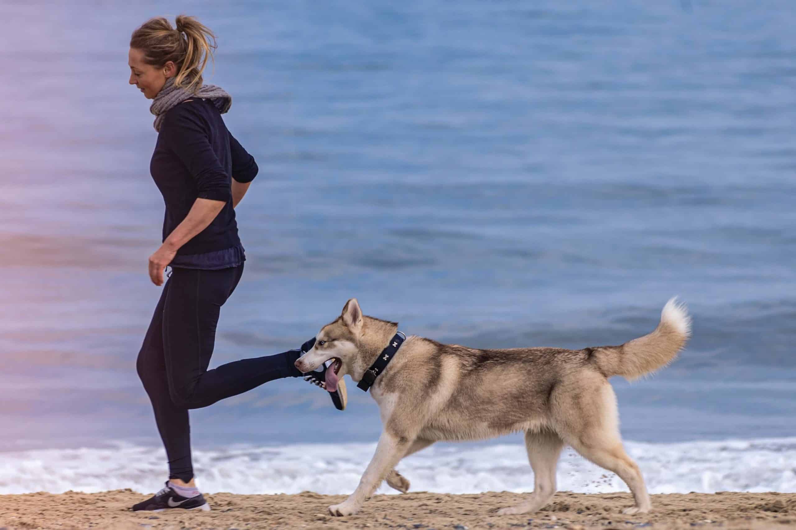 Article-Dogs-02-min Article-Dogs-02-min