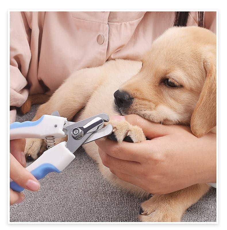 dog nail clippers stainless steel scissors
