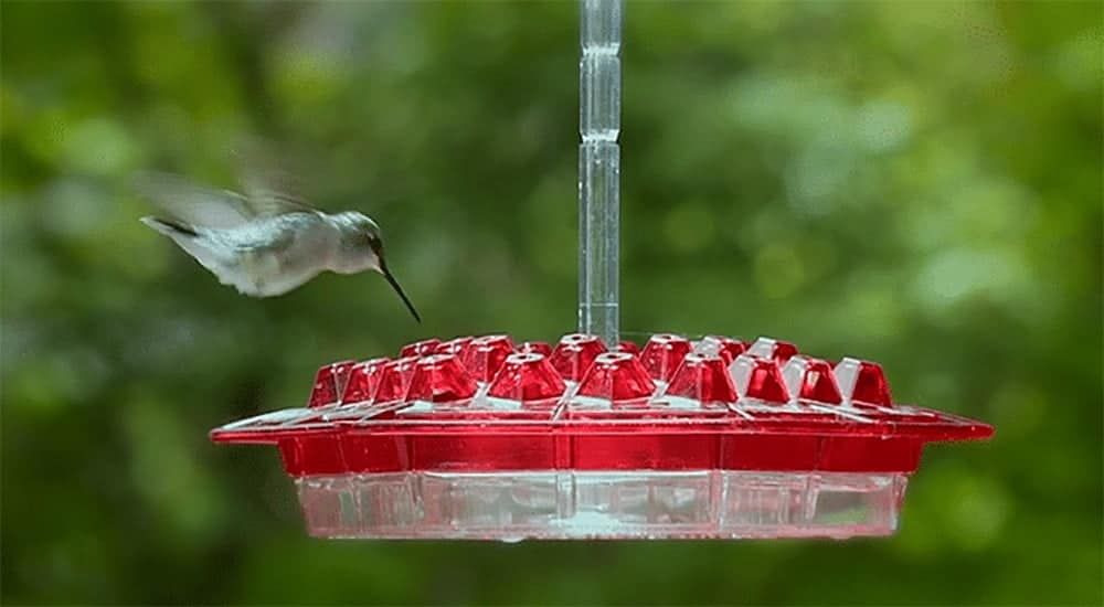 hummzinger hummingbird feeder with perch and built in ant moat 3