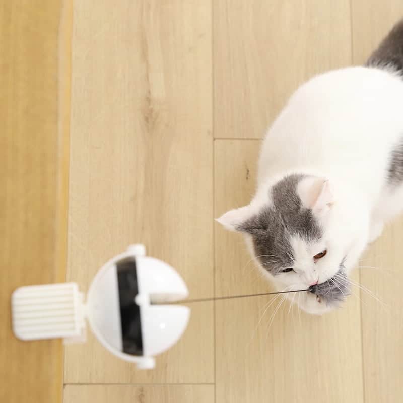 Cat playing with Interactive Ball Toy